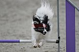 winterwedstrijd Agility Friends het keelven23-11-2025