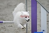 winterwedstrijd Agility Friends het keelven23-11-2025