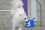 winterwedstrijd Agility Friends het keelven23-11-2025