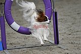 winterwedstrijd Agility Friends het keelven23-11-2025