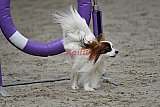 winterwedstrijd Agility Friends het keelven23-11-2025