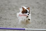 winterwedstrijd Agility Friends het keelven23-11-2025