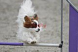 winterwedstrijd Agility Friends het keelven23-11-2025