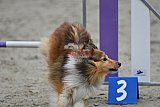 winterwedstrijd Agility Friends het keelven23-11-2025
