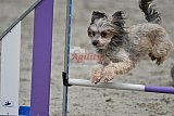 winterwedstrijd Agility Friends het keelven23-11-2025