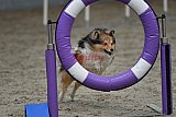 winterwedstrijd Agility Friends het keelven23-11-2025