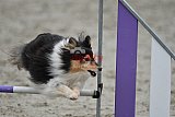 winterwedstrijd Agility Friends het keelven23-11-2025