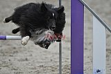 winterwedstrijd Agility Friends het keelven23-11-2025