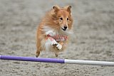 winterwedstrijd Agility Friends het keelven23-11-2025