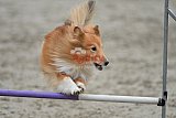 winterwedstrijd Agility Friends het keelven23-11-2025