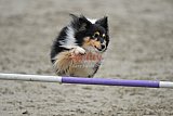 winterwedstrijd Agility Friends het keelven23-11-2025