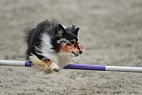 winterwedstrijd Agility Friends het keelven23-11-2025