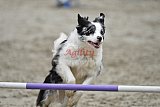 winterwedstrijd Agility Friends het keelven23-11-2025