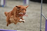winterwedstrijd Agility Friends het keelven23-11-2025