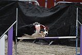 winterwedstrijd Agility Friends het keelven23-11-2025