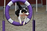 winterwedstrijd Agility Friends het keelven23-11-2025