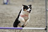 winterwedstrijd Agility Friends het keelven23-11-2025