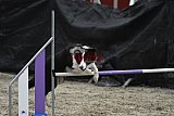 winterwedstrijd Agility Friends het keelven23-11-2025