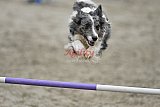 winterwedstrijd Agility Friends het keelven23-11-2025