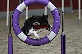 winterwedstrijd Agility Friends het keelven23-11-2025