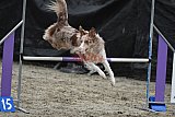 winterwedstrijd Agility Friends het keelven23-11-2025