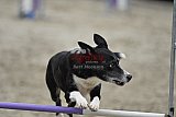 winterwedstrijd Agility Friends het keelven23-11-2025