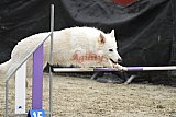 winterwedstrijd Agility Friends het keelven23-11-2025