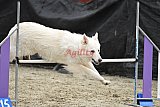 winterwedstrijd Agility Friends het keelven23-11-2025