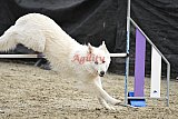 winterwedstrijd Agility Friends het keelven23-11-2025