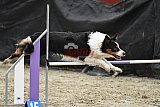 winterwedstrijd Agility Friends het keelven23-11-2025