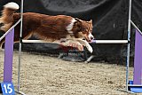 winterwedstrijd Agility Friends het keelven23-11-2025