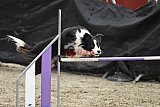 winterwedstrijd Agility Friends het keelven23-11-2025