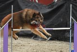 winterwedstrijd Agility Friends het keelven23-11-2025
