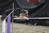 winterwedstrijd Agility Friends het keelven23-11-2025