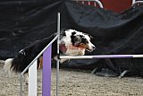winterwedstrijd Agility Friends het keelven23-11-2025