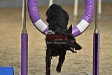 winterwedstrijd Agility Friends het keelven23-11-2025