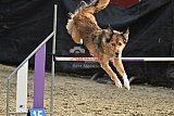 winterwedstrijd Agility Friends het keelven23-11-2025