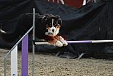 winterwedstrijd Agility Friends het keelven23-11-2025