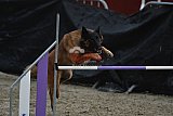 winterwedstrijd Agility Friends het keelven23-11-2025