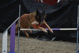 winterwedstrijd Agility Friends het keelven23-11-2025