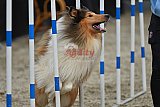 winterwedstrijd Agility Friends het keelven23-11-2025