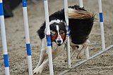 winterwedstrijd Agility Friends het keelven23-11-2025