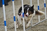 winterwedstrijd Agility Friends het keelven23-11-2025