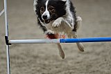 winterwedstrijd Agility Friends het keelven23-11-2025