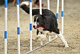 winterwedstrijd Agility Friends het keelven23-11-2025