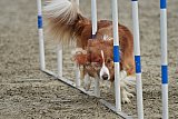 winterwedstrijd Agility Friends het keelven23-11-2025