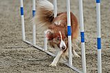 winterwedstrijd Agility Friends het keelven23-11-2025
