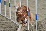 winterwedstrijd Agility Friends het keelven23-11-2025