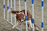 winterwedstrijd Agility Friends het keelven23-11-2025