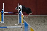 winterwedstrijd Agility Friends het keelven23-11-2025